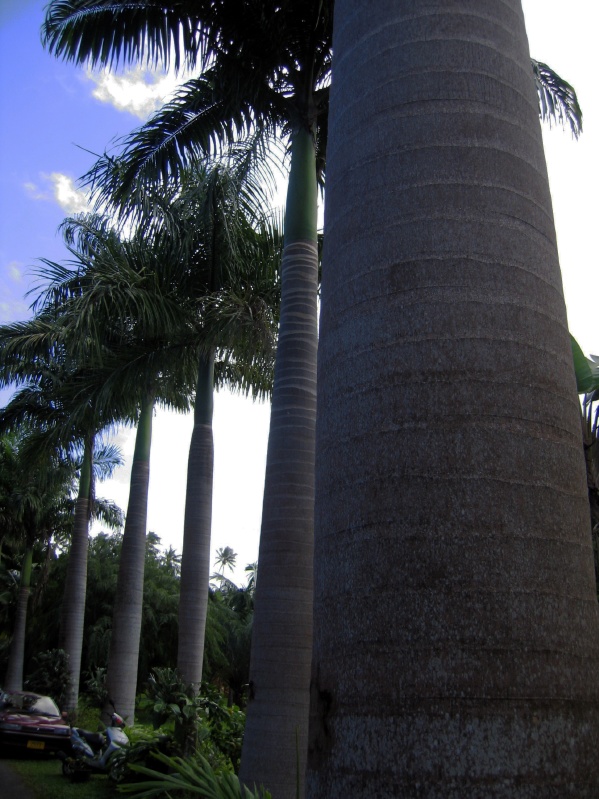 Tall and fat palm trees.